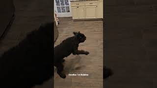 Willow the doodle has the moves, first time playing with bubbles