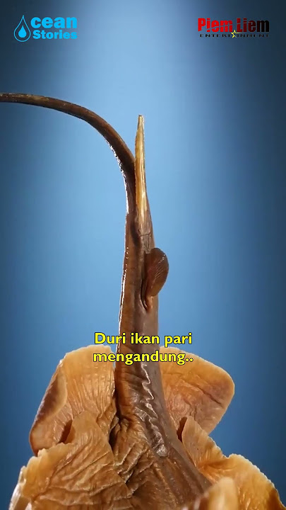 Jangan Menginjak Ikan Pari !!