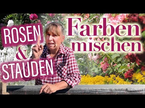 Video: Was ist Sweet Iris - Erfahren Sie mehr über bunte Sweet Iris Pflanzen