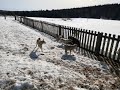 Зверовые щенки лайки  *воспитание и подготовка * часть 1