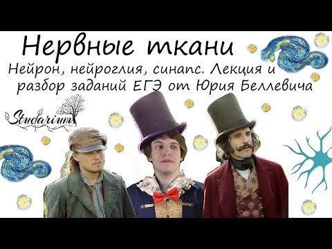 Видео: Что из следующего не является нейроглией центральной нервной системы?