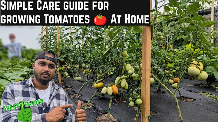 How To Help Tomatoes Grow Better  🍅 #greentgarden #tomato #gardening