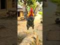 #Duck#🐓#funny Hens#Pearl Hen#Rooster #roosterdance #youtubeshorts#beautiful funny chickendance#hen