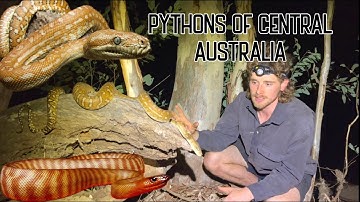 BEAUTIFUL PYTHONS OF CENTRAL AUSTRALIA | BREDLI & WOMA