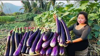 240 Days: Harvest Eggplant, Persimmon Fruit, Green Squash, Corn, Grapefruit & Sugarcane, Baby Care
