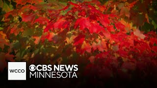 How weather may impact fall foliage in Minnesota