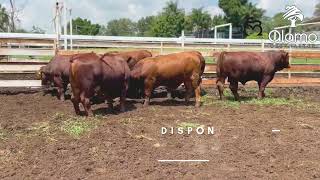 Alamo Beefmaster - Nuestro ganado #beefmastermexico