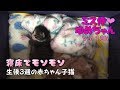 【子猫 保護 13b】生後３週の赤ちゃん子猫ゆめちゃんが寝床でモソモソしている姿【cute kitten 13b】