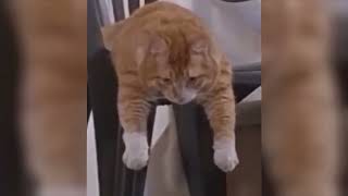 Funny animals padding and peering to purge your pessimism