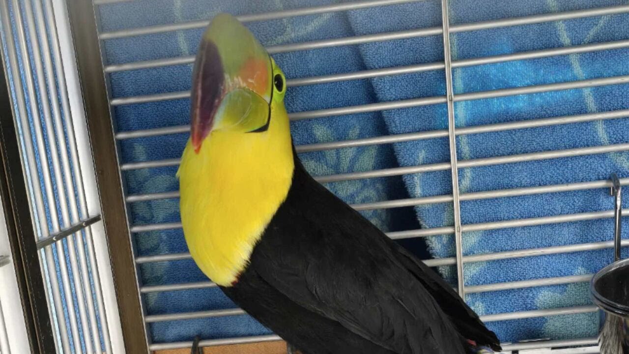 Viral toucan found alive in northwest Las Vegas