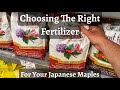 Fertilizing your japanese maples watch before you buy