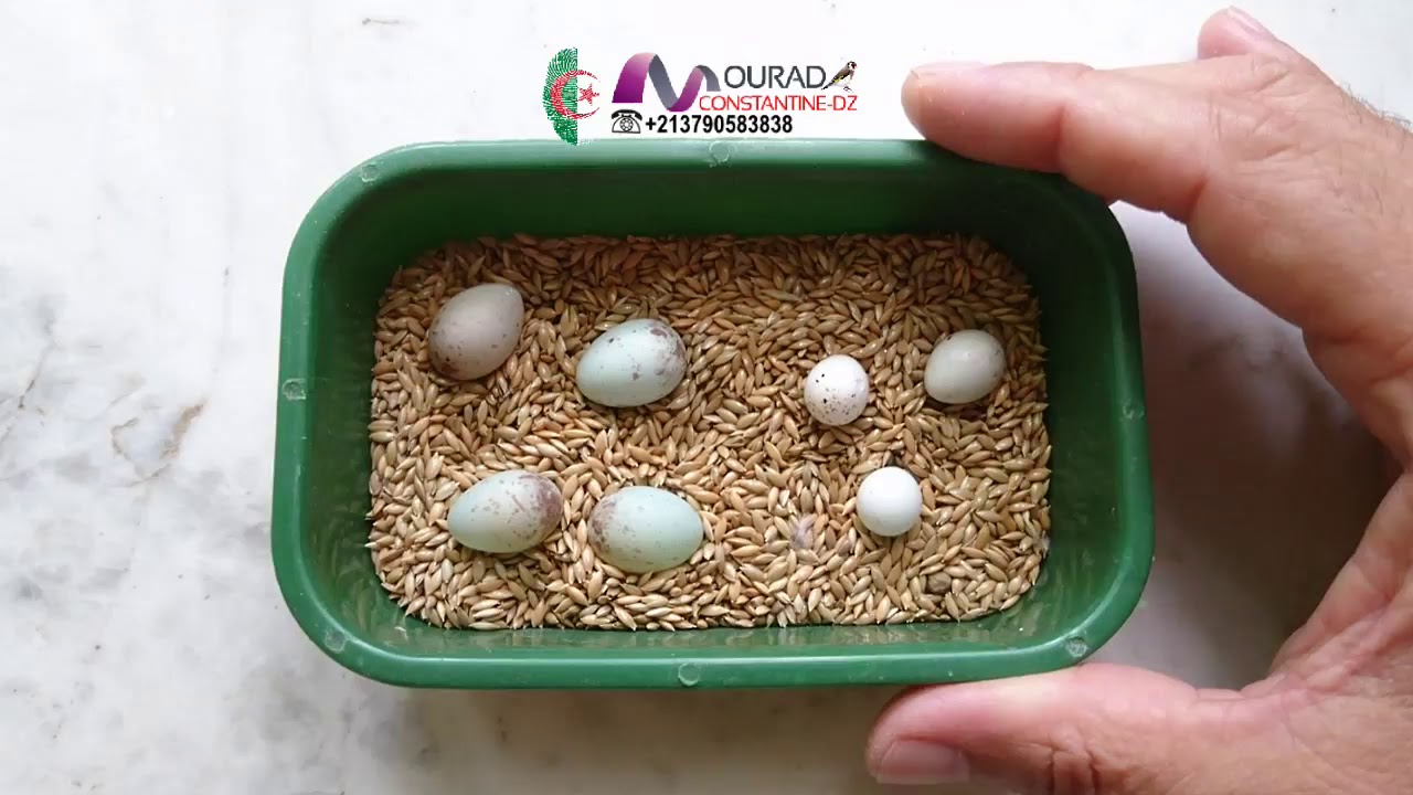 2020 مراد قسنطينة يشرح طريقة سهلة و بسيطة تغيير بيضة ببيضة بلاستيكية بشكل احترافي