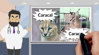 Caracal Vs Caracat
