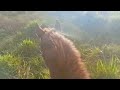 Vacas uma temática