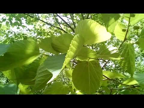 IN GOD “In Natures Great Out Doors" Wild Mulberry Tree on our property located in Dennard Arkansas