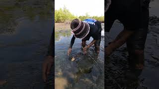 Catch Big Mud Crabs In The Mangrove Forest After The Sea Low Tide | BONG VATH |