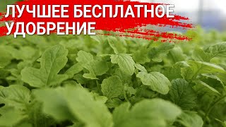 Лучшее бесплатное удобрение