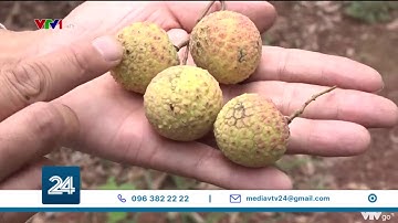 600 tấn vải Bắc Giang mong đợi được xuất sang Nhật Bản | VTV24