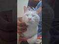 今のシロ。 #猫のいる暮らし #猫 #保護猫
