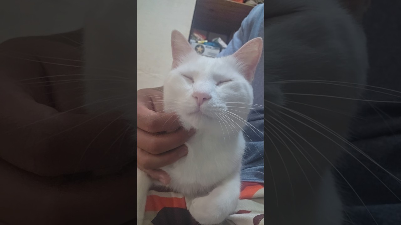 今のシロ。 #猫のいる暮らし #猫 #保護猫