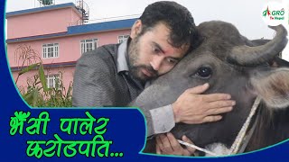 भैँसी पालेर करोडपति बन्न सफल सरोज घिमिरे || Successful buffalo farm in Nepal || Agro Tv Nepal