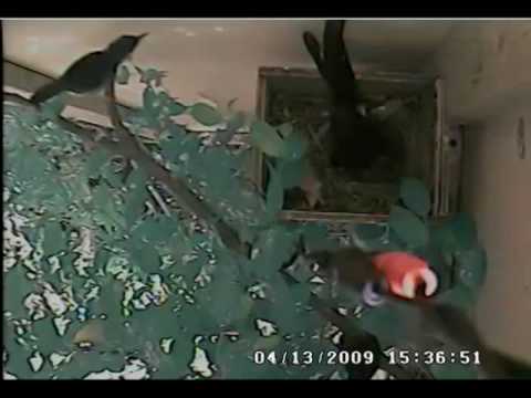 Another clip of male white-rumped shama incubates ...