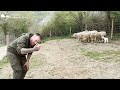 Presentamos a Remi a las ovejas del decomiso