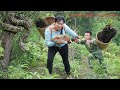 Time-lapse: 72 Hours of Mountain Fern Harvest – A Giant Wild Python Discovered