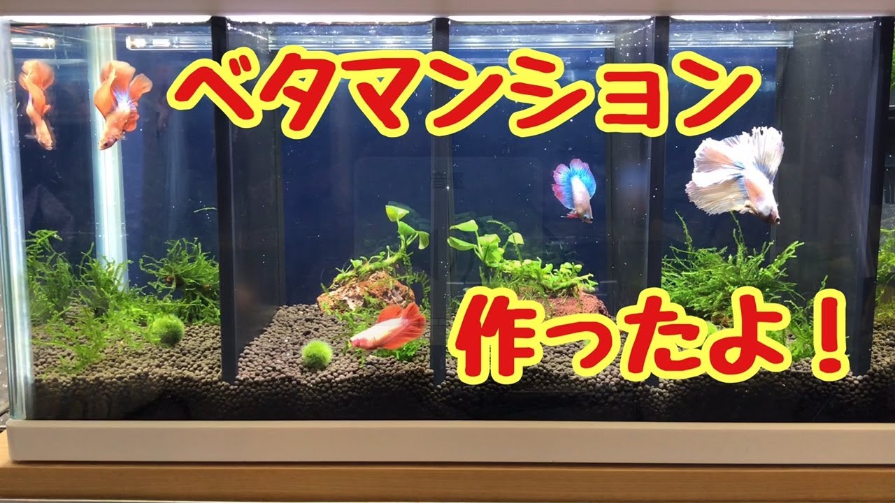 熱帯魚 ベタのおうちを新築する計画 鯉ベタ君お迎え 理系ときどきカメラ