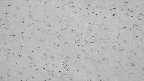 Tree Swallow swarm near Port Allen