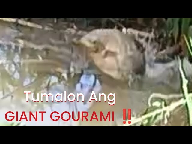 Tumalon Ang GIANT GOURAMI🐠‼️grabi na gulat ako Ang laki😁// @pawikshunter2801 #adventure class=