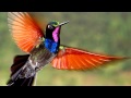 Incredible Variety Beautiful Hummingbird Images