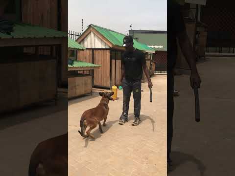 The late Pepper · Malinois