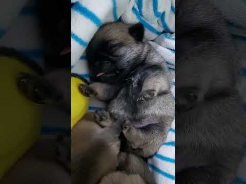 Filhotes Vick x Eros (06/03/2024) - Pug