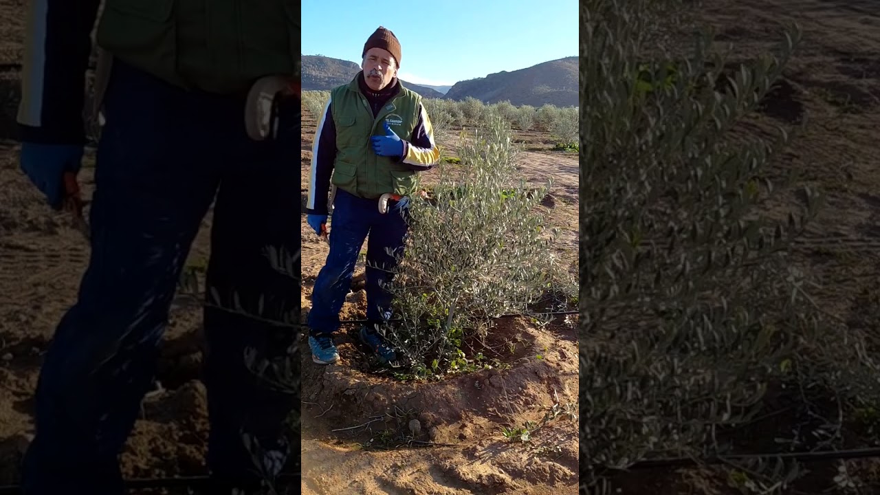 تقليم الصحيح متى حيدالفرع حتى تعرف علاش وما تخلي الساق حتى تعرف علاش