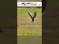 急降下の衝撃がすごい！ キツネを倒すワシの爪の威力とは？ #猛禽類 #捕食シーン #動物の本能 #野生動画 #自然の驚異