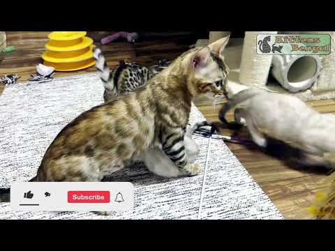 Bengal kittens play | Reginamur Bengal Cat’s Cattery | Bengal Kittens for sale