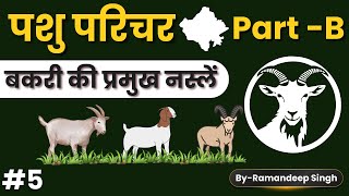 पशु परिचर सीधी भर्ती 2024 ||Part-B||बकरी की प्रमुख नस्लें||By Ramandeep Singh