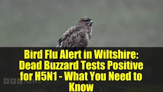 Buzzard - Bird Flu
