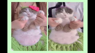 Belly Dance - Cat Version...