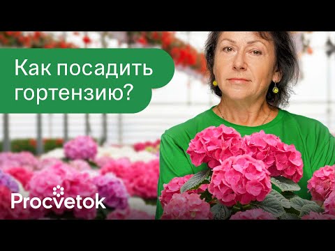 Как посадить ГОРТЕНЗИЮ БЕЗ ОШИБОК? Пошаговое руководство для крепких кустов и пышного цветения