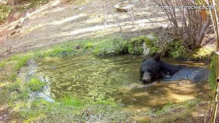 Tiny the Black Bear takes a luxurious bath in a gorgeous wallow (6/8/22)