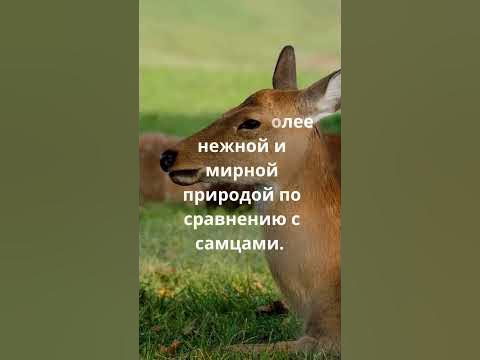 Самка Оленя - YouTube