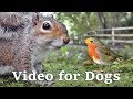 Videos for Dogs to Watch Extravaganza : Dog Watch TV - 8 Hours of Birds and Squirrel Fun for Dogs ✅