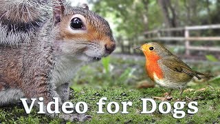 Videos for Dogs to Watch Extravaganza : Dog Watch TV - 8 Hours of Birds and Squirrel Fun for Dogs ✅ image