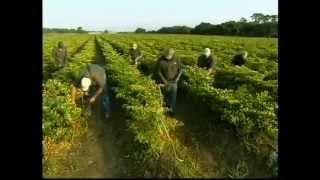 HOW ITS MADE TABASCO SAUCE