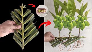 Unique Skill How to grow coconut tree from coconut branch with mini coconut