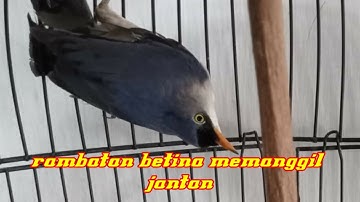 Suara Pikat Rambatan Paruh Merah Betina