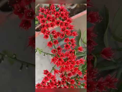 Видео: Зөгийн балны ургамал - Далан цэцгийн усан үзмийн модыг ургуулж, арчлах