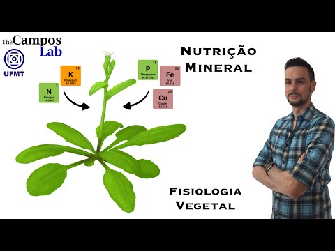 Vídeo: O Que é Nutrição Mineral Das Plantas